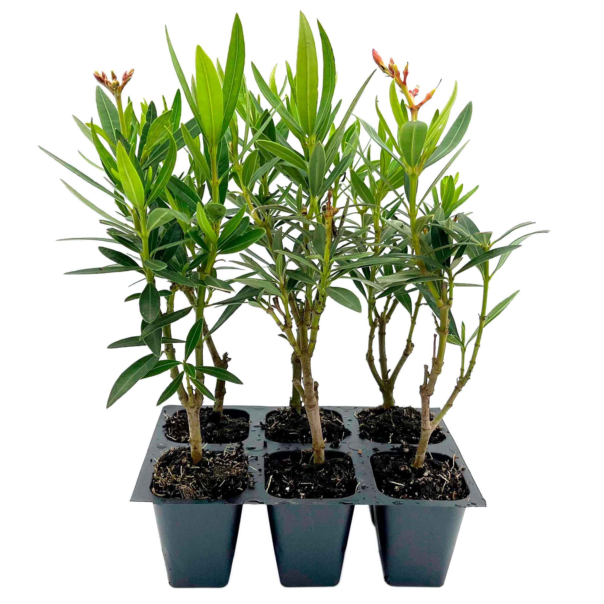 6 Petite Salmon Dwarf Oleander – Evergreen Light Pink Flowering Shrub ...