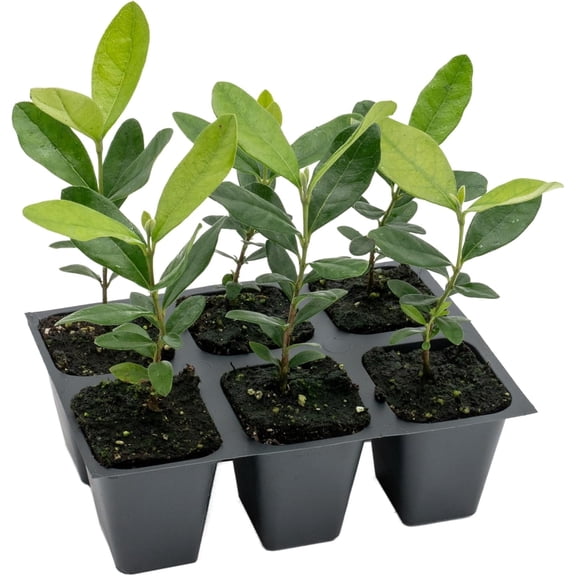 6 Pineapple Guava (Feijoa) Trees | 6 Saplings in 2.5-inch Nursery Cubes | Feijoa Sellowiana Variety | Drought-Tolerant Fruit-Bearing Trees and Shrubs | Tropical Ornamental Charm for Home and Garden