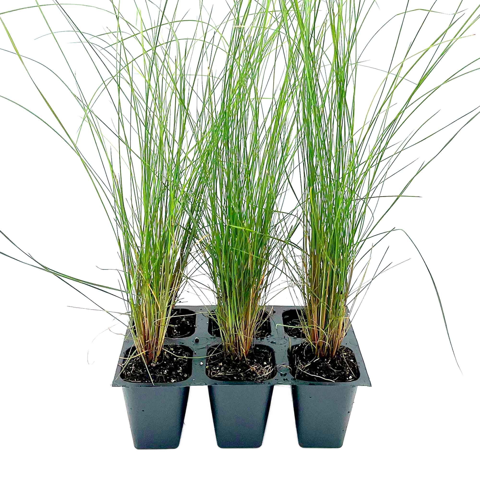 6 Pink Muhly Grass – Ornamental Perennial Grass with Cotton-Candy Pink Plumes for Borders & Mass Planting (Muhlenbergia capillaris) in 2.5″ Cubes, Live Plants