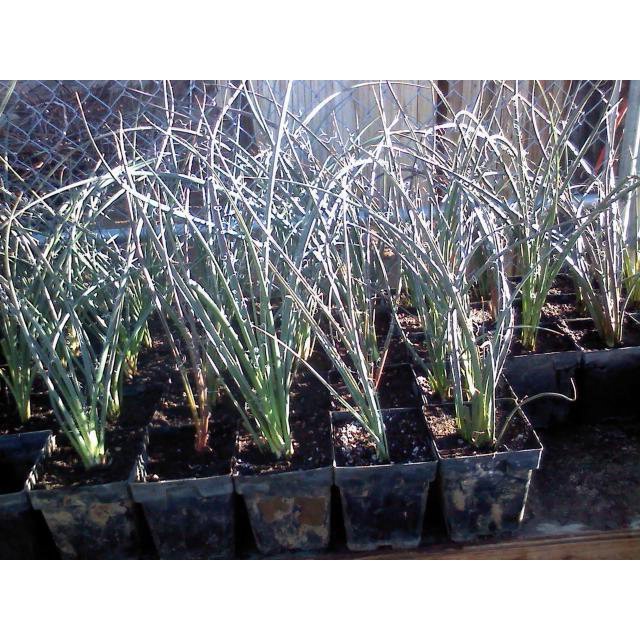 6 Plant Lot Large Adult Red Yucca One Year Old 10" Tall Xeriscape