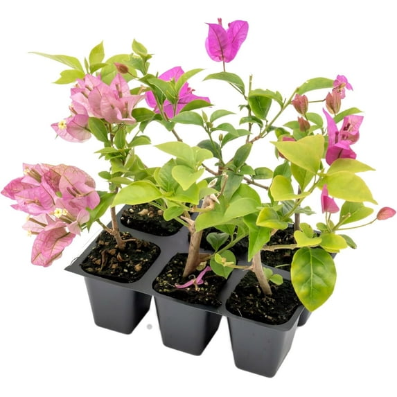 6 Purple Bougainvillea, Live Plants (Bougainvillea Brasiliensis) – Vibrant Purple Blooms, Thriving in 2.5" Nursery Cubes