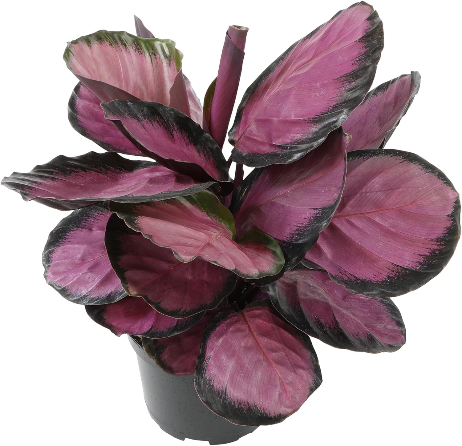 6" Purple Calathea 'Purple Rose' Plant, Live Prayer Plants, Low Light, Pet Friendly, Indoor