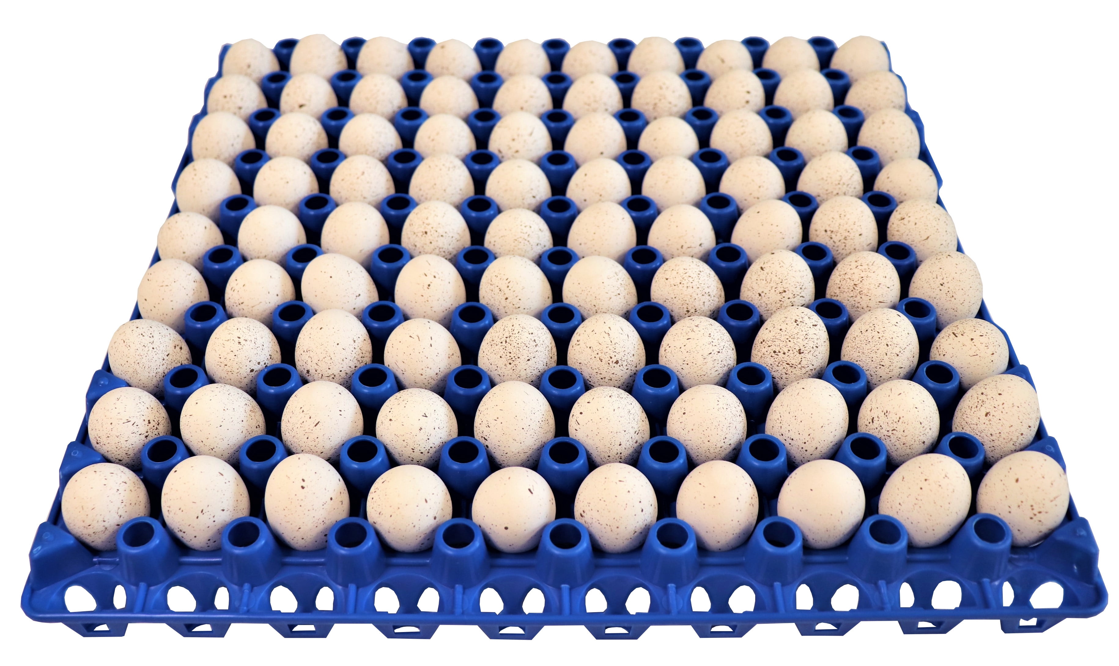 6 RITE FARM PRODUCTS 90 EGG PLASTIC TRAYS FOR QUAIL PIGEON DOVE BIRD