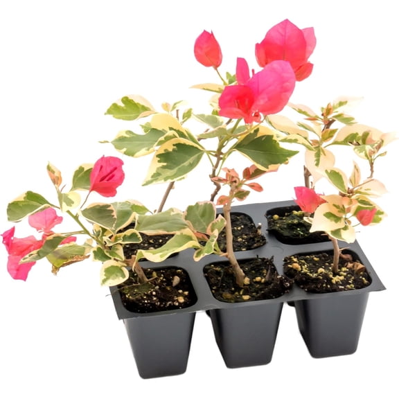 6 Raspberry Ice Bougainvillea | Live Plants in 2.5-inch Nursery Cubes | “Bougainvillea × Buttiana” Variety | Variegated Evergreen Vines and Shrubs | Pink-Purple Blooms for Home and Garden