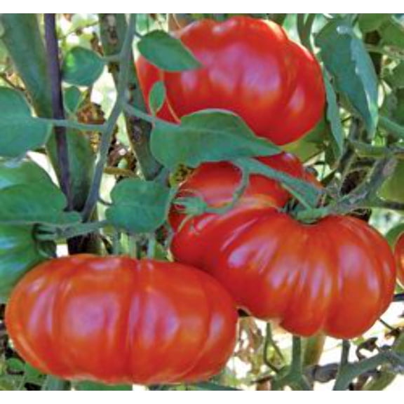 Red Rossa Sicilian Tomato Live Plant in 2.5" Growers Pots (6 Count), Annual Vegetable, Full Sun