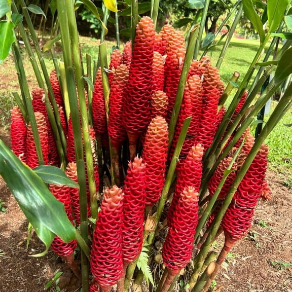 6 Red Shampoo Ginger Rhizomes Plant Live, Awapuhi Zingiber Zerumbet, Pinecone Blooms, Fresh Bulbs for Planting