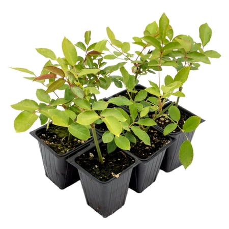 6 Rosa ‘Iceberg’ Live Plants, Rosa ‘Korbin’, Thriving in 2.5” Nursery Cubes, Continuous Bloom, Beauty, Ease of Care