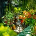 thumbnail image 1 of WEAVILUX 6Sets Plastic Hanging Orchid Pot with Hook for Home and Balcony Decoration, 1 of 7