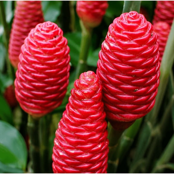 6 Shampoo Ginger Rhizomes Zingiber Zerumbet Awapuhi Kuahiwi Roots for planting