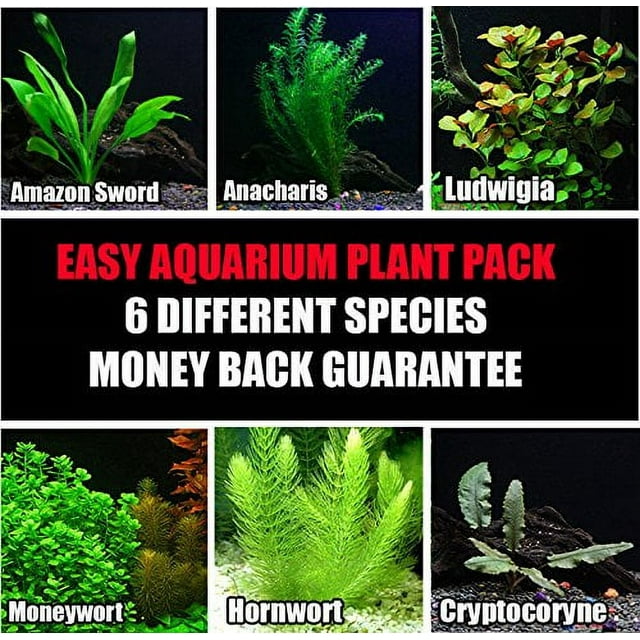 6 Species Easy Live Aquarium Plants Package Anacharis, Amazon and more!