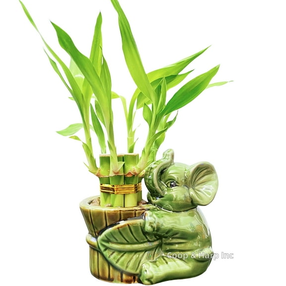 6-Stalk of 4" Small Lucky Bamboo Live Indoor Plant with Ceramic Elephant Vase, Live Indoor Lucky Bamboo for Home, Office and Gift