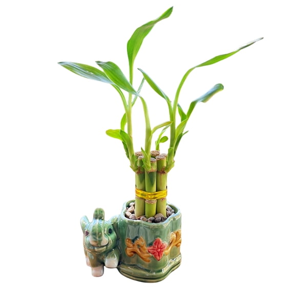 6-Stalk of 4" Small Lucky Bamboo Live Indoor Plant with Ceramic Vase, Live Indoor Lucky Bamboo for Home, Office and Gift
