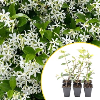 Fast Growing Vines