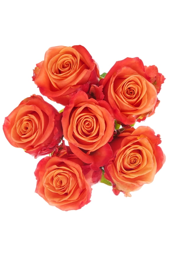 Assorted Color Roses 6 Stem, Colors May Vary