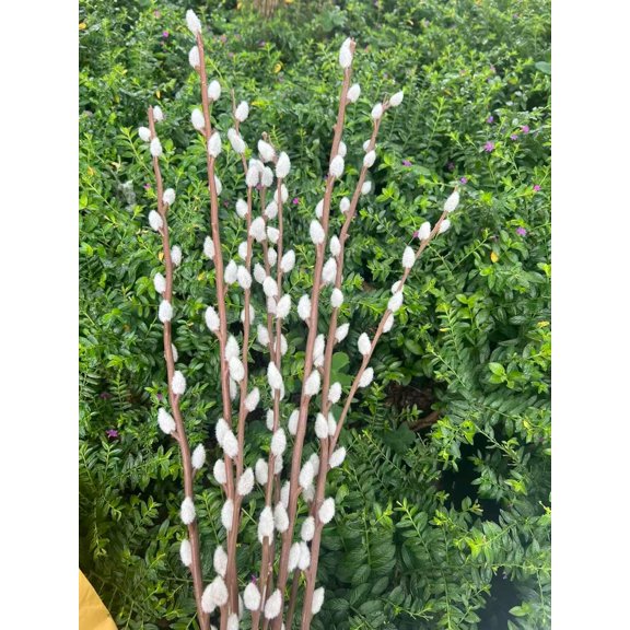 6 Stems Pussy Willow Branches for Vase Tall 55 Inches Artificial Pussy Willows Plant Decorative Branches Twig Stick for Spring Floral Arrangement Easter Home Decoration$$Home Decor, Kitchen, & Other