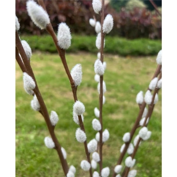 6 Stems Pussy Willow Branches for Vase Tall 55 Inches Artificial Pussy Willows Plant Decorative Branches Twig Stick for Spring Floral Arrangement Easter Home Decoration