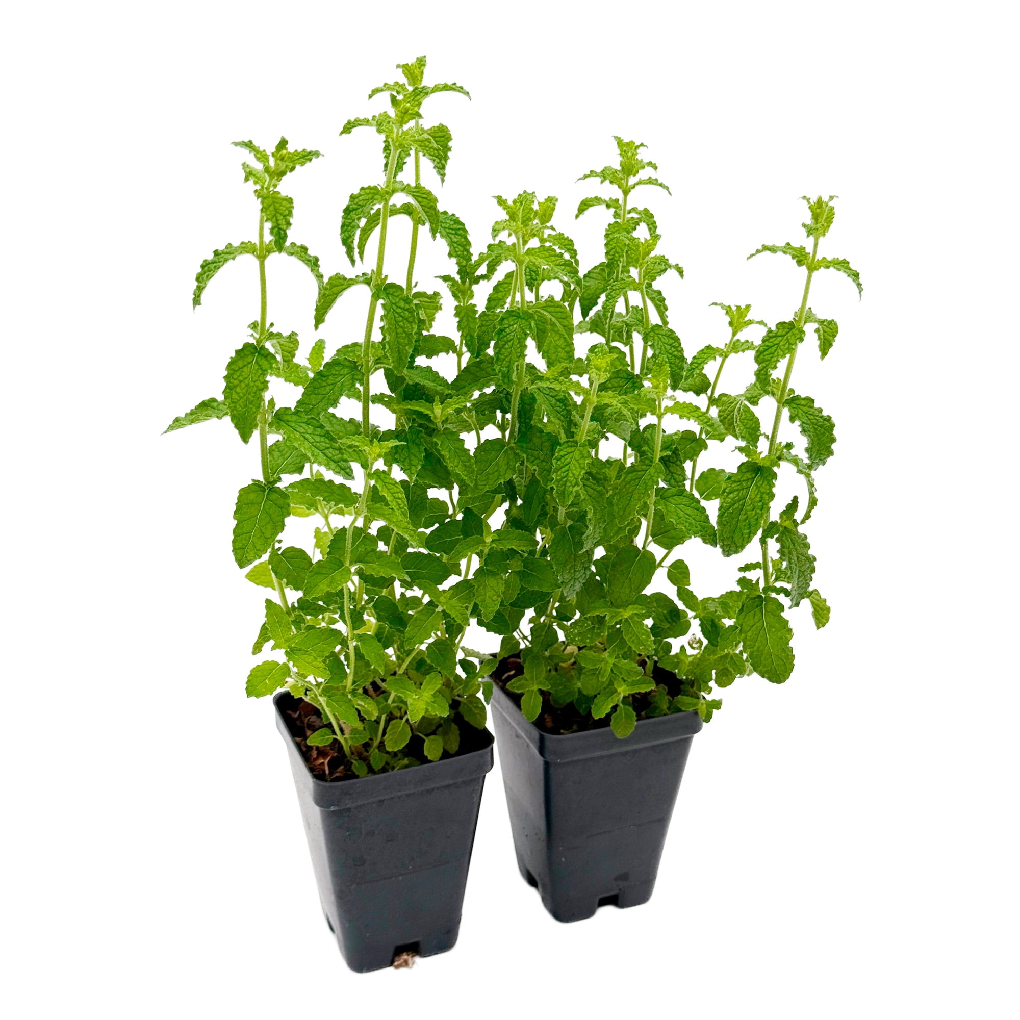 Strawberry Mint, 6-Pack, Live Plants in 2.5-inch Nursery Cubes | Mentha × piperita 'Strawberry' | Easy-Care Edible Perennial Herb, Minty-Strawberry Flavor