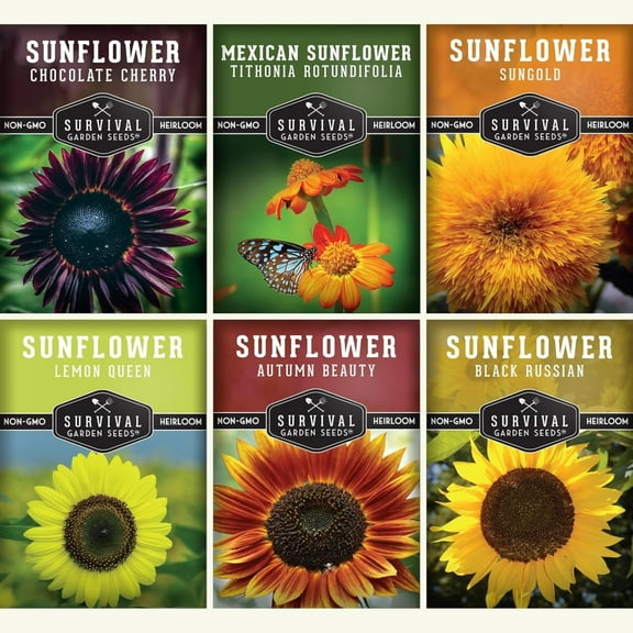 6 Sunflowers with Black Russian, Chocolate Cherry, Sungold, Lemon - Full Sun Annual Flower Seeds