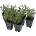 thumbnail image 1 of Lemon Thyme, 6-Pack, Live Plants (Thymus Citriodorus) – Aromatic Perennial Herb, Thriving in 2.5" Nursery Cubes, 1 of 7