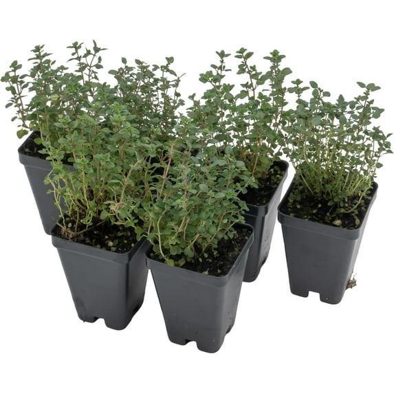 Lemon Thyme, 6-Pack, Live Plants (Thymus Citriodorus) – Aromatic Perennial Herb, Thriving in 2.5" Nursery Cubes