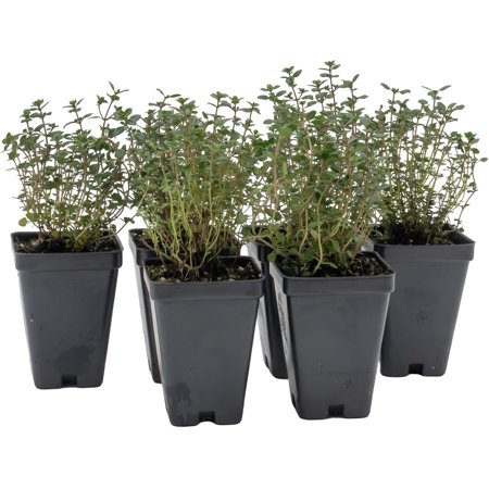 Lemon Thyme, 6-Pack, Live Plants (Thymus Citriodorus) – Aromatic Perennial Herb, Thriving in 2.5" Nursery Cubes
