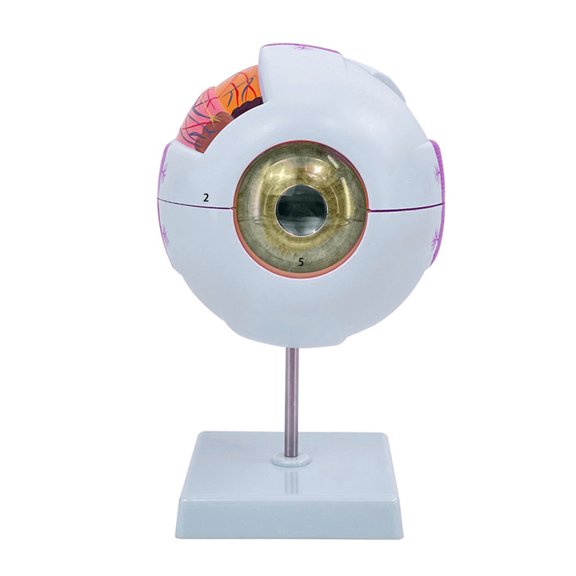 6 Times Eye Anatomy Model Removable Anatomy Model Organs Teaching Prop, Human Anatomy Model