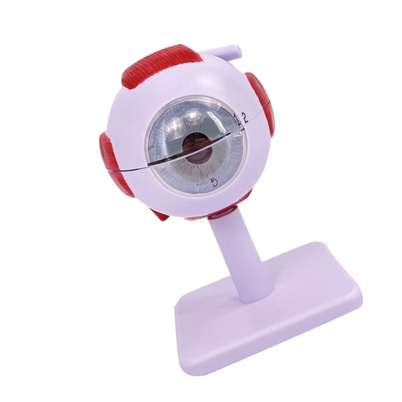 6 Times Eye Anatomy Model Removable Anatomy Model Organs Teaching Prop, Human Anatomy Model