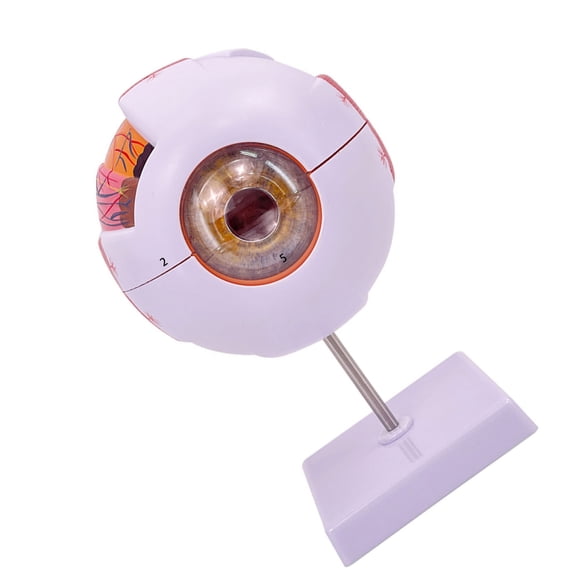 6 Times Eye Anatomy Model Removable Anatomy Model Organs Teaching Prop, Human Anatomy Model