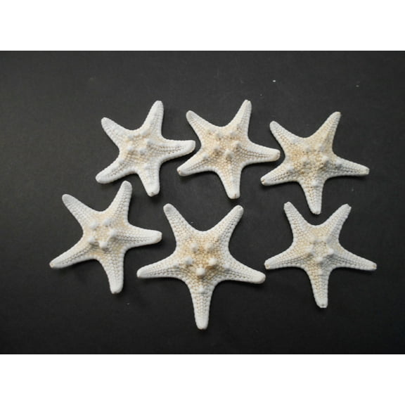 6 Tiny White Knobby Starfish for Beach Wedding Crafts and Decor 1 1/2" - 2 1/4" Nautical Coastal Beach Cottage Decor