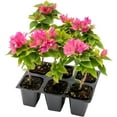 thumbnail image 1 of 6 Torch Glow Bougainvillea | Live Plants in 2.5-inch Nursery Cubes | “Bougainvillea Spectabilis” Variety | Woody Evergreen Vines and Shrubs | Vibrant Pink Blooms for Home and Garden Landscaping, 1 of 5