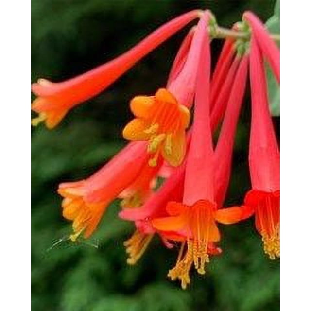 6 Trumpet Honeysuckle (Lonicera sempervirens) Plant Starts (2.5" Pots