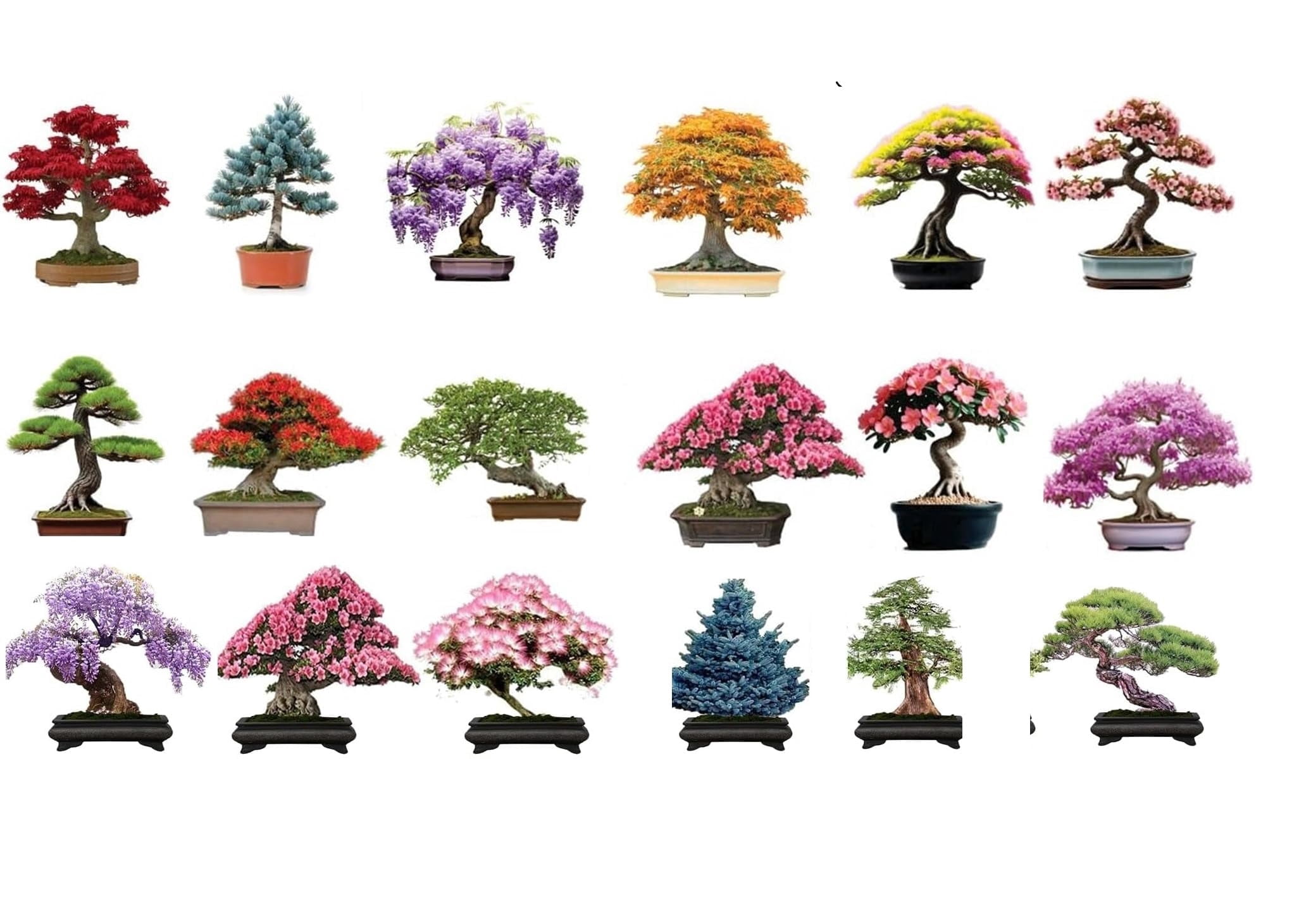 Bonsai Tree Seeds for Planting - Pick from 3 Kits or Get Them All (Kit 4 - All 18 Types)