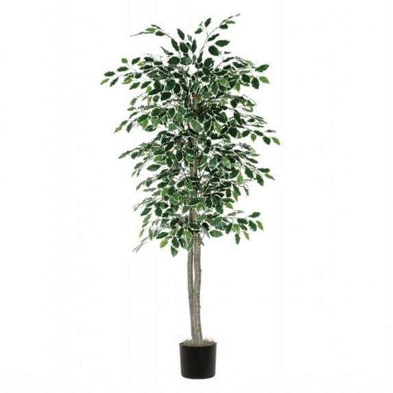 6' Variegated Ficus tree