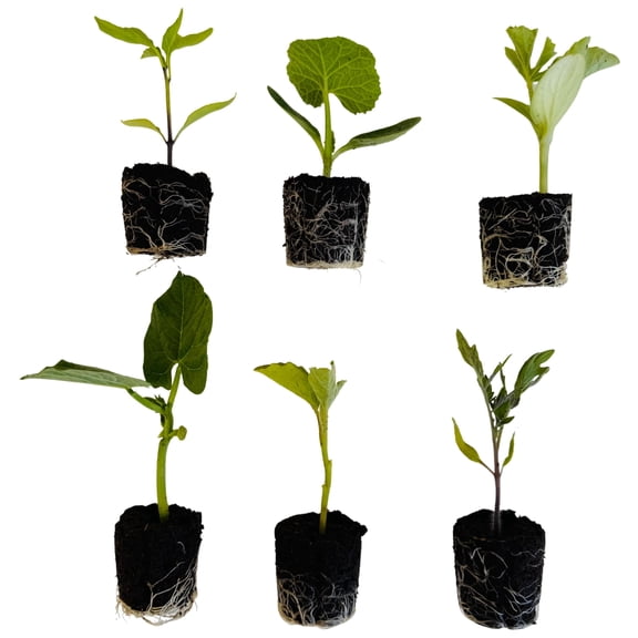 6 Veggie Seedlings: Ready-to-Plant Seedlings, Starts, Plugs, Garden-Ready, Live Plants, Transplants, Pre-sprouted, for Soil Gardens