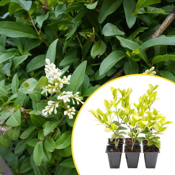 6 Waxleaf Privet Plants in 3.5” Cubes | Live Evergreen Shrub with Dense Glossy Foliage | Fast-Growing Perennial Hedge for Privacy Screens, Landscaping, & Containers (Ligustrum japonicum ‘Texanum’)