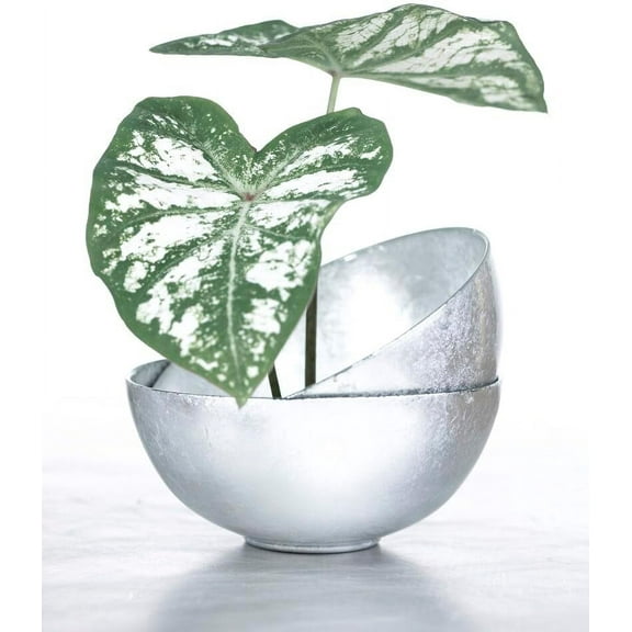 6 White Majesty Caladium Bulbs for Planting - Perennial Hosta, Elephant Ears, Fancy (6 Bulbs)