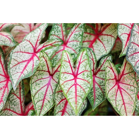 6 White Queen Caladium Bulbs for Planting - Perennial Hosta, Elephant Ears, Fancy (6 Bulbs)