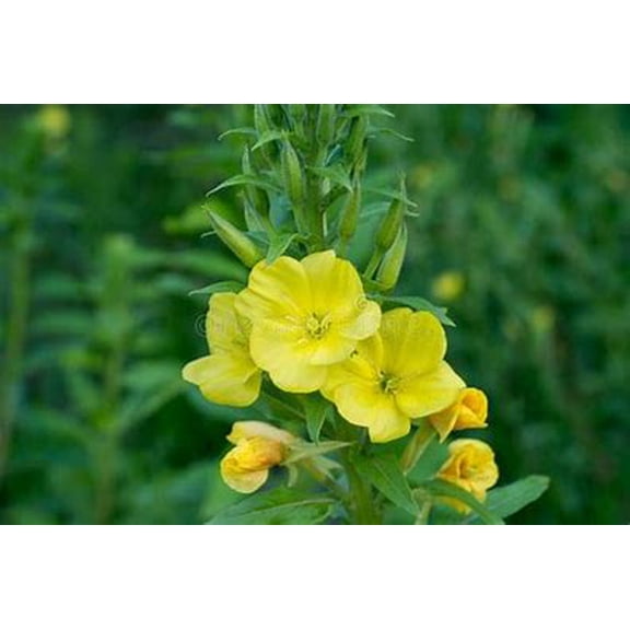 6 Yellow Primrose Plants (2.5" Pots), Perennial Flower, Full-Part Sun