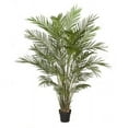 thumbnail image 1 of 6 ft. Areca Palm Tree, Green, 1 of 1