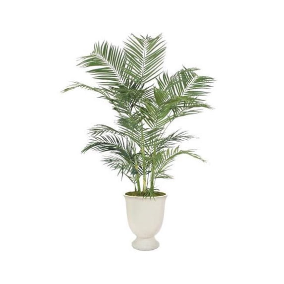 6 ft. Areca Palm in White Concrete Urn, Green