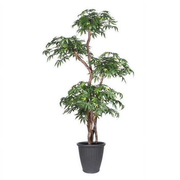 6 ft. Multi Level Japanese Maple Round Everyday Tree , Green & Grey