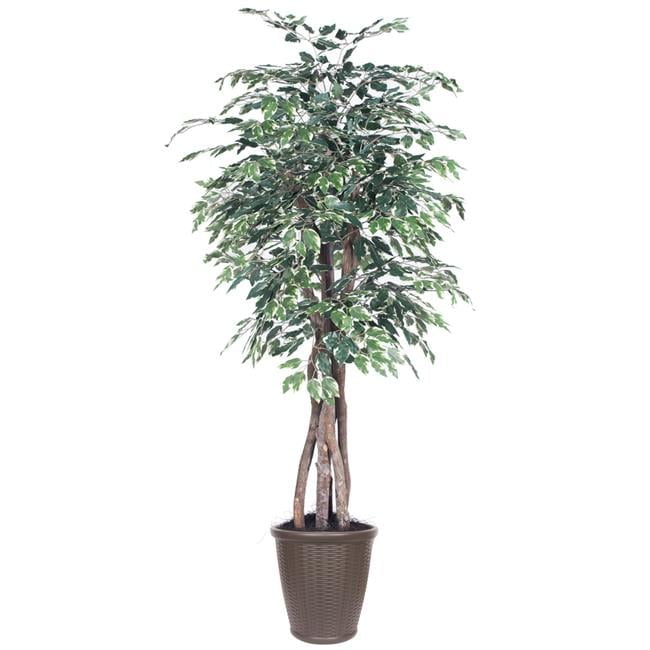 Outdoor Silk Ficus Topiary in Green and White Pot