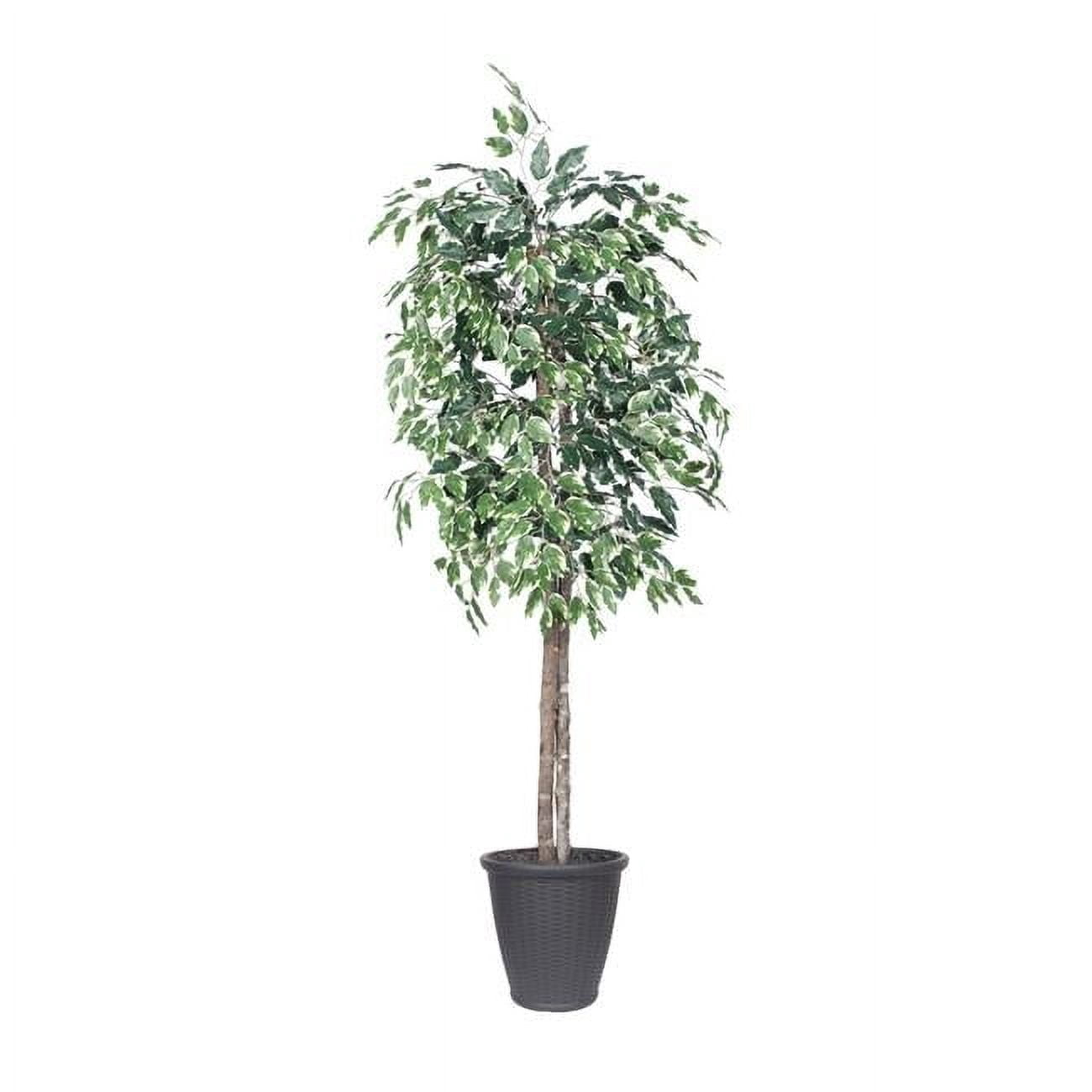 6 ft. Variegated Ficus Tree with Round Grey Basket, Green & White ...