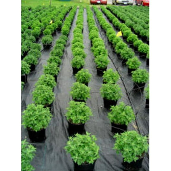 6 ft. x 300 ft. Bulk Roll Sunbelt Ground Cover