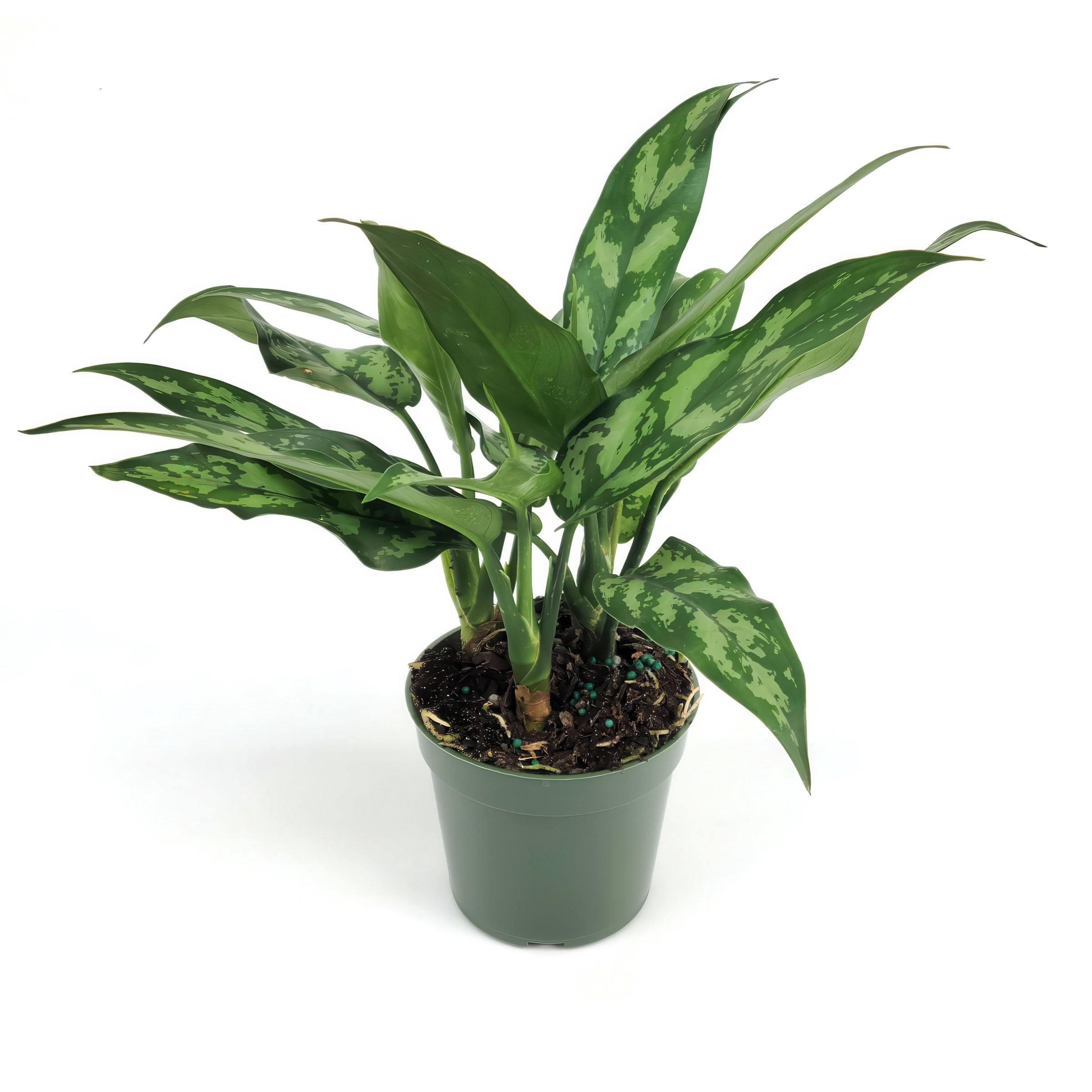 6 in. Aglaonema Maria Emerald Beauty Plant in Grower Container