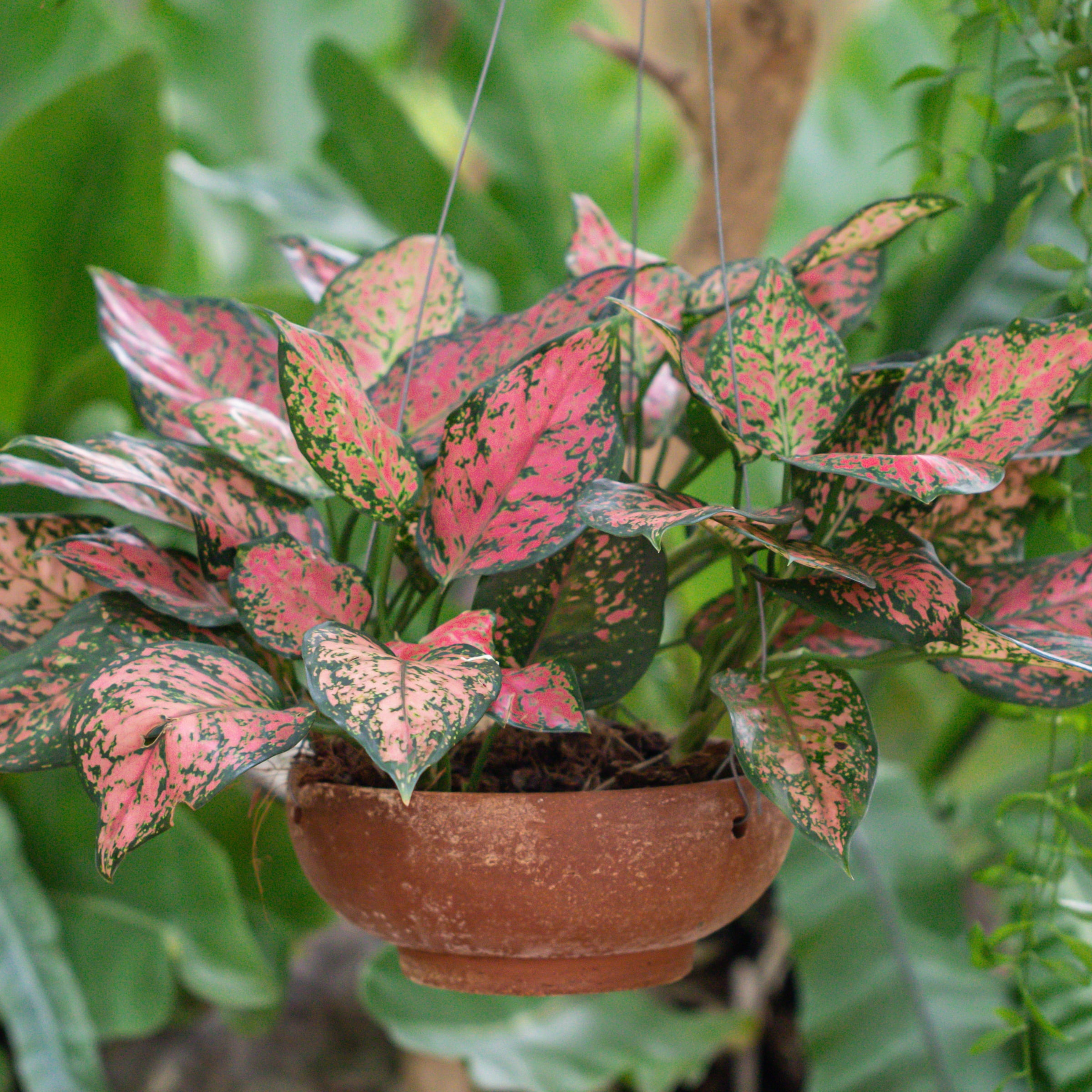 aglaonema wishes Aglaonema Wishes