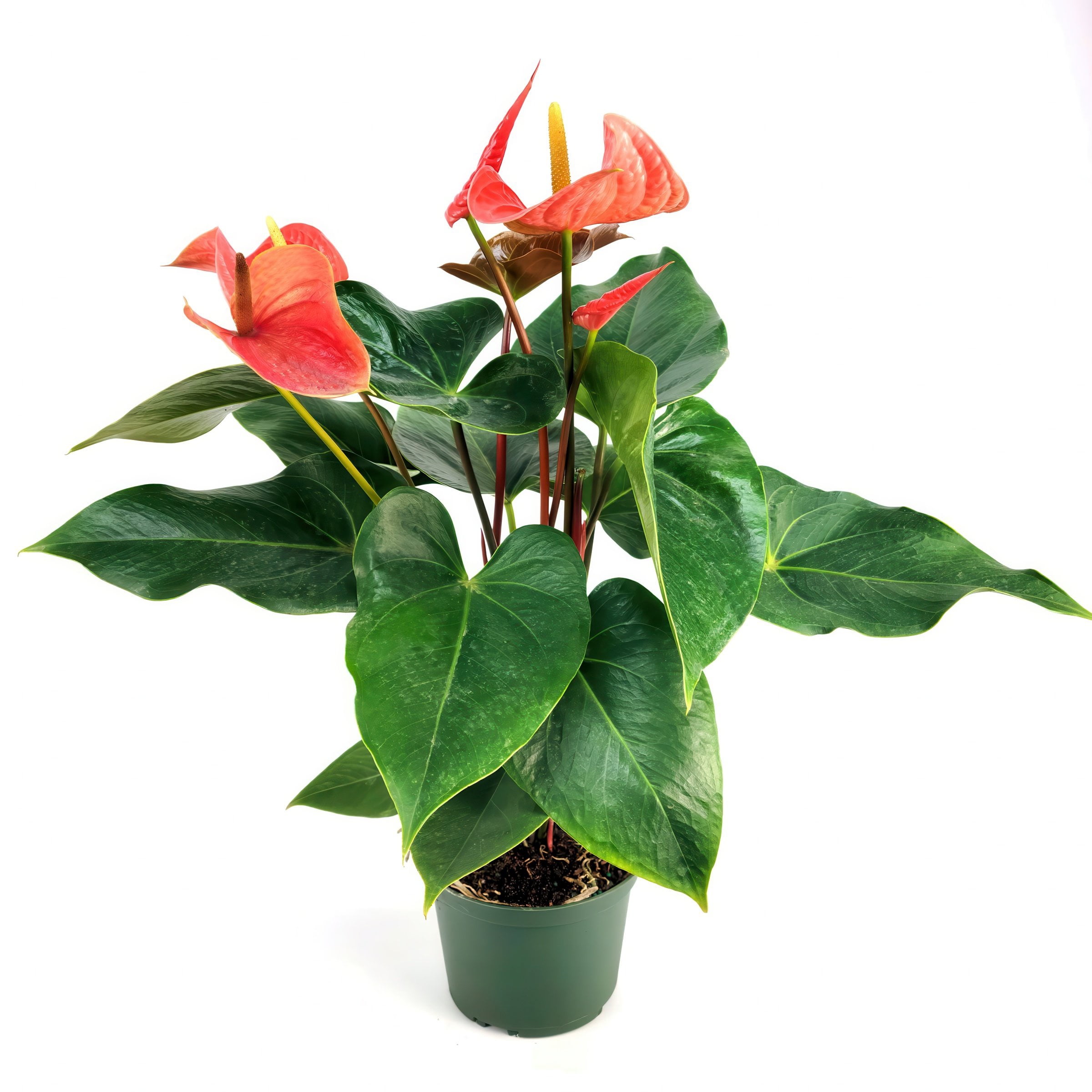 National Plant Network 6 in. Aren't You Orange Anthurium Plant