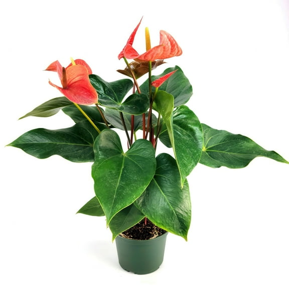 6 in. Anthurium Aren't You Orange Plant in Grower Container