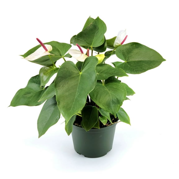 6 in. Anthurium White Heart Plant in Grower Container