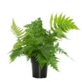 thumbnail image 1 of 6 in. Autumn Live Fern with Partial Shade in Grower Container - 1 Piece, 1 of 6